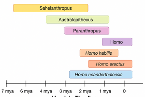 Image hominin.png